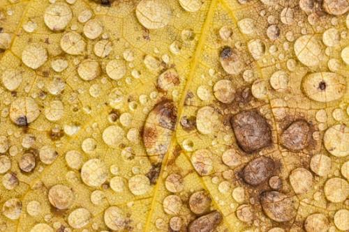 Abstract;Abstraction;Autumn;Brown;Close-up;Dew;Dewy;Drop;Droplets;Fall;Fallen;Fallen Leaves;Foliage;Gold;Image type;Leaf;Oneness;Outdoor;Pattern;Photo specs;Plant;Plants;Shape;Tan;Texture;Vein;Veins;Wabi Sabi;Water;Water Drops;Yellow;botanical;dew drops;drops;zen