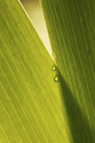 Plants;Conceptual;Close-up;Botanical;Water;Oneness;Drop;Abstracts;Green;Outdoor;Greenery;Abstract;Flora;Botanicals;Patterns;Plant;Dew;Peaceful