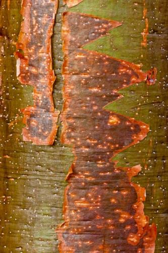 Abstract;Abstractions;Abstracts;Brown;Close-up;Florida;Green;Gumbo Limbo;Image type;Patterns;Photo specs;Sanibel;Sanibel Captiva Island;Stock categories;Textures;Tree;Tree Trunk;Trunk;Vertical;bark