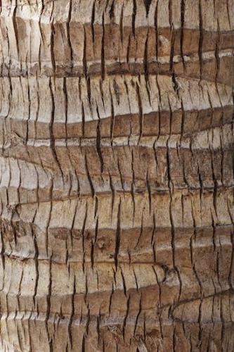 trunk;Florida;Greenery;tree trunk;Sanibel Captiva Island;Botanical;tree;Flora;Sanibel;bark;Textures;Botany;Plant;Abstracts;Vegetation;Botanicals;Patterns;Abstract