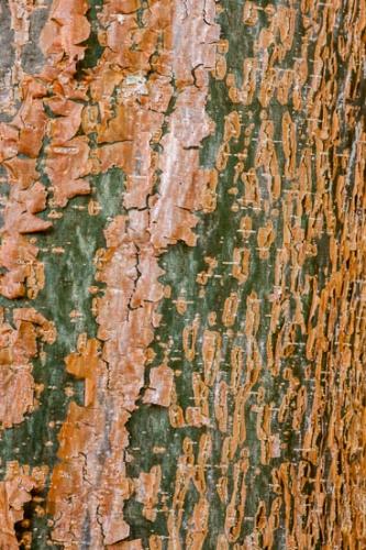 Abstract;Abstraction;Abstractions;Abstracts;Close-up;Florida;Gumbo Limbo;Image type;Line;Pattern;Patterns;Photo specs;Sanibel;Sanibel Captiva Island;Stock categories;Texture;Textures;Tree;Tree Trunk;Trunk;bark
