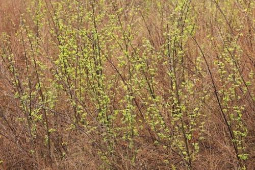 Textures;Flora;Vegetation;Greenery;Plants;Brown;Leaf;Botanical;Botany;Abstracts;Green;Leaves;Patterns;Plant;Abstract;Botanicals