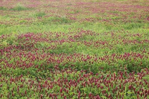 Vegetation;Abstracts;Green;Red;Patterns;Field;Clover;Abstraction;Abstract;Textures;Fields