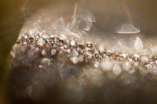 Abstract;Abstraction;Close-up;Dew;Dewy;Drop;Droplet;Droplets;Foliage;Image type;Leaf;Leaves;Line;Macro;Moisture;Nature;Oneness;Pastoral;Pattern;Peaceful;Photo specs;Plant;Plants;Reflection;Reflections;Shape;Texture;Water;Water Drops;Waterscape;Wet;botanical;botanicals;dew;dew drops;dewy;drops;flora;serene;soothing;tranquil;vegetation;zen