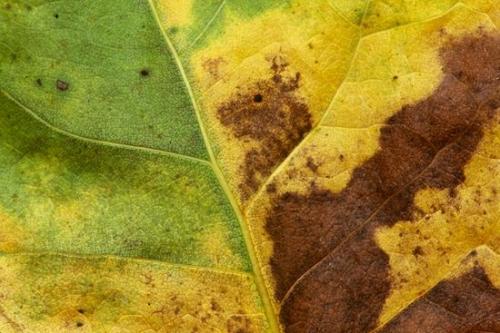 Abstraction;Textures;Yellow;Green;Patterns;Veins;Flora;Wabi Sabi;Leaf;Abstract;Botanical;Vein;Foliage;Abstracts;Plant;Brown;Leaves;Close-up;Tan