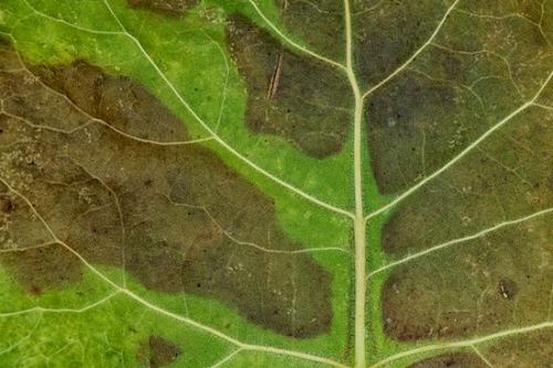 Abstraction;Abstracts;Leaf;Foliage;Wabi Sabi;Patterns;Abstract;Textures;Flora;Olive;Close-up;Green;Leaves;Tan;Vein;Botanical;Veins;Plant