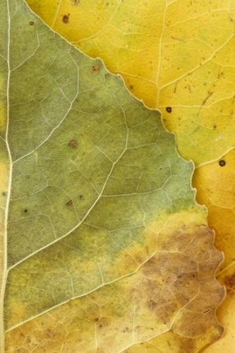 Flora;Foliage;Botanical;Textures;Leaves;Green;Vein;Wabi Sabi;Abstracts;Yellow;Leaf;Tan;Plant;Close-up;Veins;Abstract;Brown;Patterns;Abstraction