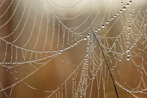 Abstract;Abstracts;drops;Abstraction;dew drops;Brown;droplet;dew;SpiderWeb;dewy;water;drop;Patterns;Web;oneness;morning;dawn;closeup;