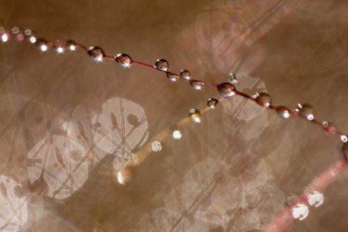 Abstract;Abstraction;Abstractions;Abstracts;Dew;Drop;Droplet;Henry Horton;Patterns;Stock categories;Tennessee;Textures;Water;botanical;dew;dew drops;dewy;drops