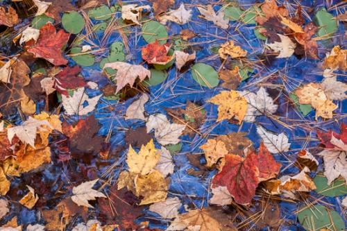 Autumn;Big South Fork National Recreation Area;Cumberland Plateau;Fall