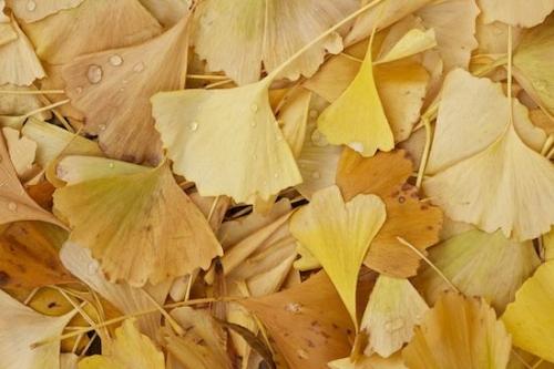 drop;Fall;Ginkgo biloba;dew;Orange;Abstracts;Patterns;Textures;Veins;Vein;close-up;Green;Leaf;droplet;drops;leaves;Gold;Tan;Leaves;Abstraction;Abstract;Ginkgo;dew drops;Autumn