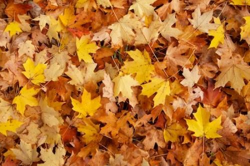 Abstracts;Gold;Tan;Leaves;Autumn;Orange;Patterns;Textures;Yellow;Abstraction;fallen;Brown;Fall;Maple;Abstract;Leaf