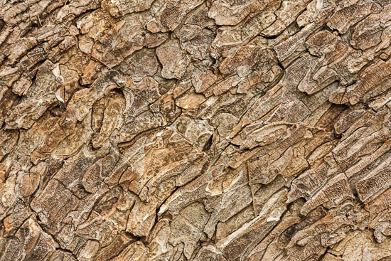 Abstract;Abstraction;Abstractions;Brown;Close-up;Line;Macro;Modern;Nature;Oneness;Orange;Pastoral;Pattern;Patterns;Peaceful;Shape;Shapes;Stock categories;Tan;Texas;Texture;Textures;Tree;Tree Trunk;Trees;Trunk;Wabi Sabi;bark;contemporary;contemporary art;modern art;soothing;trees;zen