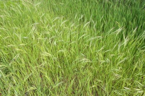 Abstract;Abstracts;Grass;Green;Patterns;Plant;Plants;Texas;Textures;botanical;flora;grassy;greenery;swept;vegetation;wind