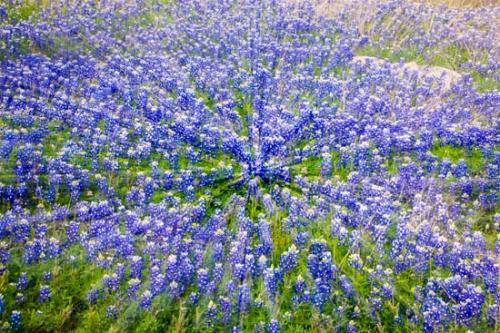 Abstract;Abstraction;Bloom;Blossom;Blossoms;Blue;Bluebonnet;Bluebonnets;Flower;Floweret;Flowering;Flowers;Green;Line;Motion;Movement;Oneness;Pastoral;Pattern;Shape;Shapes;Texas;Texas Bluebonnet;Texas Hill Country;Texture;Textures;Wildflower;bloom;flora;floral;zen