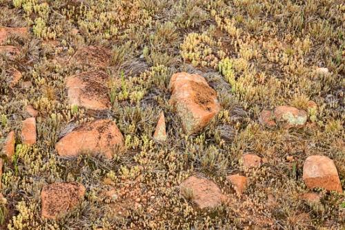 Abstract;Abstraction;Brown;Close-up;Flowers & Plants;Gold;Green;Leaf;Leaves;Lichen;Line;Macro;Magenta;Nature;Oneness;Pastoral;Pattern;Peaceful;Pebbles;Pink;Plant;Red;Rock;Rock Formations;Rocks;Rocky;Shape;Stone;Stones;Texas;Texas Hill Country;Texture;United States;Wabi Sabi;Yellow;botanical;botanicals;restful;serene;soothing;tranquil;zen