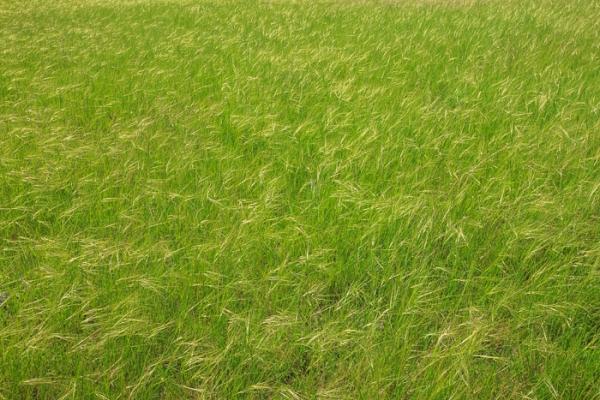 Abstract;Blossom;Blossoms;Calm;Concepts;Cool Colors;Cool Palette;Cool Tones;Floweret;Flowering;Flowers;Flowers & Plants;Green;Greens;Healing;Health care;Healthcare;Minimalism;Nature;Oneness;Pastoral;Sunlight;Sunshine;Wabi Sabi;bloom;color;field;flora;floral;flower;grass;landscape;pasture;peaceful;plants;restful;serene;soothing;sunlit;tranquil;zen