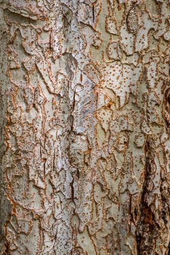 Abstract;Abstraction;Brown;Close-up;Gold;Oneness;Pattern;Peaceful;Shape;Tan;Texture;Tree;Trunk;Wabi Sabi;bark;zen