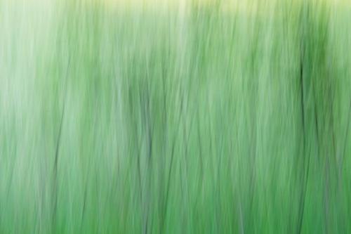 Plant;Plants;Abstract;Great Smoky Mountains National Park;Botanical;Patterns;Cade's Cove;Abstraction;Green;Abstracts;Textures