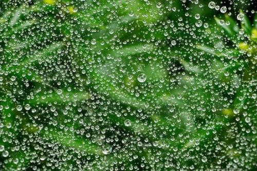Abstracts;Patterns;SpiderWeb;dew drops;drops;drop;Spider Web;dewy;droplet;dew;Abstraction;Green;Abstract