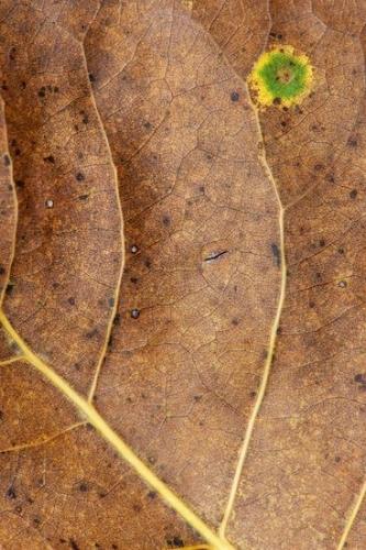 Yellow;botanical;Veins;Wabi Sabi;abstract;Brown;Abstraction;Abstracts;Tan;Textures;Abstract;Fallen;Patterns;Fallen Leaves;Close-up;Leaf;Green;Vein