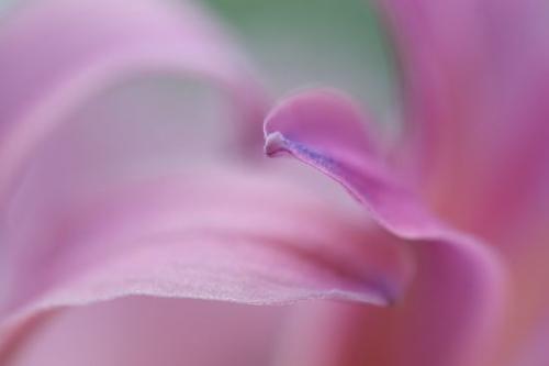 botanical;Flowers;Abstraction;floral;Flowering;Purple;Patterns;Peaceful;Flower;Close-up;Blue;Petals;Petal;Surprise Lily;Flora;zen;Bloom;Abstract;Lavender;Wildflower;Violet;Blossom;Abstracts;close-up