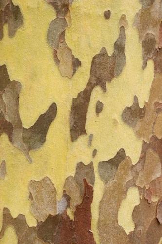 bark;tree;Abstracts;Sycamore;Patterns;tree trunk;trunk;shapes;Textures;Brown;Yellow;Tan