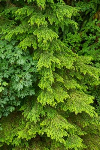 Abstract;Abstraction;Botannicals;Branches;Forest;Forested;Leaves;Oneness;Oregon;Pattern;Plant;Tree;Trees;Wabi Sabi;Wood;Woods;botanical;limbs;tree limbs;zen