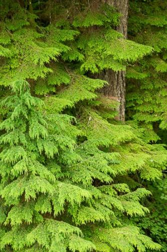 Abstract;Abstraction;Branches;Forest;Forested;Green;Oregon;Pattern;Tree;Trees;Trunk;Wood;Woods;bark;limbs