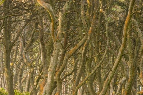 Abstract;Abstraction;Branches;Brown;Forest;Forested;Line;Oregon;Pattern;Shape;Texture;Tree;Trees;Trunk;Wood;Woods;bark;limbs;tree limbs