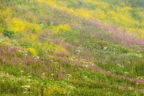 Abstract;Abstraction;Bloom;Blossom;Blossoms;Botannicals;Flower;Floweret;Flowering;Flowers;Green;Magenta;Oregon;Pattern;Petal;Pink;Purple;Shape;Texture;Wildflower;Yellow;bloom;botanical;flora;floral