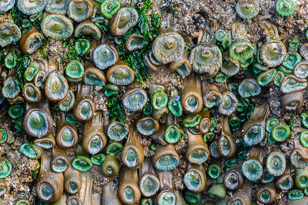 Abstract;Abstraction;Aqua;Blue;Brown;Close-up;Gold;Line;Macro;Nature;Oregon;Pastoral;Shape;Tan;United States;Wabi Sabi;Wildlife;green;oneness;pattern;peaceful;restful;soothing;texture;zen