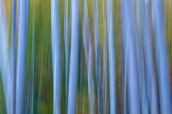 Abstract;Abstraction;Blue;Calm;Forest;Forested;Habitat;Healing;Line;Nature;Pastoral;Shape;Sunlight;Sunshine;Timber;Timberland;Tree;Wood;Woodland;Woods;Yellow;green;landscape;leaves;oneness;orange;pattern;peaceful;restful;serene;soothing;sunlit;texture;tranquil;trees;trunk;zen