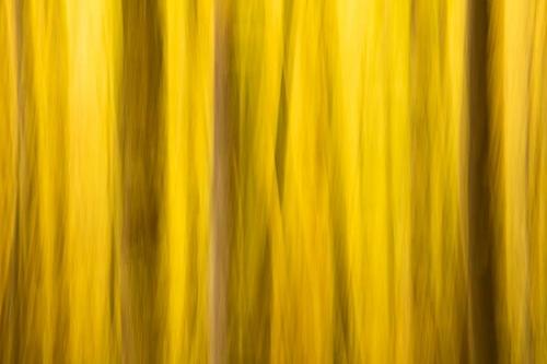 Abstract;Abstraction;Autumn;Brown;Fall;Forest;Gold;Great Smoky Mountains;Line;Pattern;Tan;Tennessee;Texture;Trees;Woods;Yellow