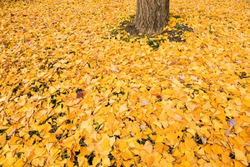 Abstract;Abstraction;Botannicals;Brown;Fallen Leaves;Foliage;Ginkgo;Ginkgo biloba;Leaf;Leaves;Oneness;Pattern;Shape;Tan;Texture;Textures;Tree;Trunk;Wabi Sabi;Yellow;bark;botanical;zen