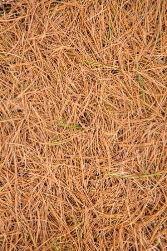 Abstract;Abstraction;Botannicals;Brown;Close-up;Gold;Green;Line;Oneness;Pattern;Pine Needles;Plant;Tan;Texture;botanical;zen