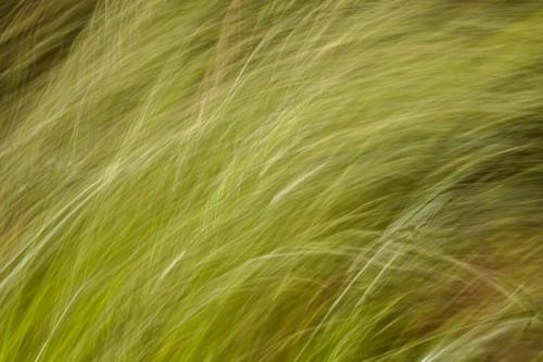 Abstract;Abstraction;Grass;Green;Line;Pattern;Plant;Texture;botanical;botanicals