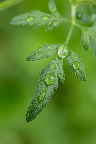 Botannicals;Close-up;Dew;Dewy;Drop;Droplets;Green;Leaf;Leaves;Oneness;Plant;Water;Water Drops;botanical;dew drops;drops
