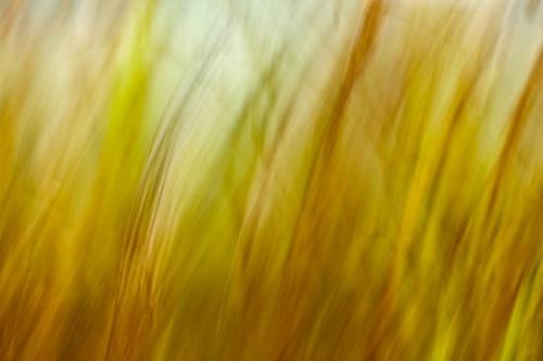Abstract;Abstraction;Abstracts;Botannicals;Brown;Gold;Grass;Line;Oneness;Pattern;Shape;Tan;Texture;Yellow;botanical;zen