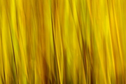 Abstract;Abstraction;Abstractions;Abstracts;Botannicals;Brown;Close-up;Gold;Line;Oneness;Oriental;Pattern;Patterns;Plant;Shape;Stock categories;Tan;Texture;Textures;botanical