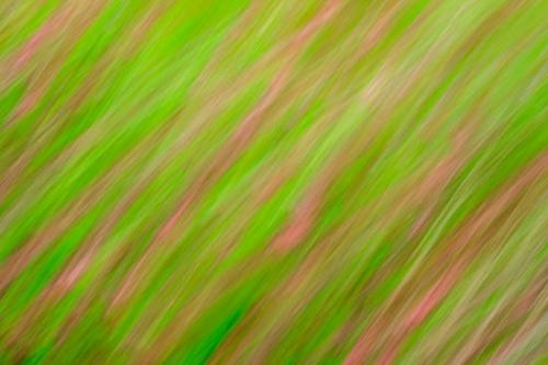 Abstract;Abstraction;Blossom;Blossoms;Flower;Floweret;Flowering;Flowers;Green;Line;Magenta;Modern;Nature;Oneness;Pattern;Peaceful;Pink;Plant;Plants;Shape;Stock categories;Texture;Textures;bloom;botanical;botanicals;contemporary;contemporary art;flora;floral;zen