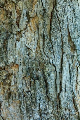Abstract;Abstraction;Aqua;Blue;Brown;Close-up;Gray;Green;Line;Nature;Oneness;Orange;Pattern;Red;Shape;Tan;Texture;Tree;Trunk;Wabi Sabi;bark;botanicals;zen