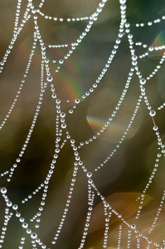 Abstract;Abstraction;Brown;Close-up;Dew;Dewy;Drop;Droplet;Droplets;Healing;Health care;Healthcare;Henry Horton;Line;Macro;Nature;Oneness;Pattern;Peaceful;Reflection;Reflections;Spider Web;Tan;Water;Water Drops;Web;calm;dew drops;drops;restful;serene;soothing;tranquil;zen