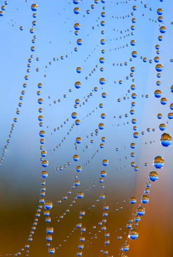 Blue;Dew;Dewy;Drop;Droplets;Spider Web;Water;Water Drops;Web;dew drops;drops