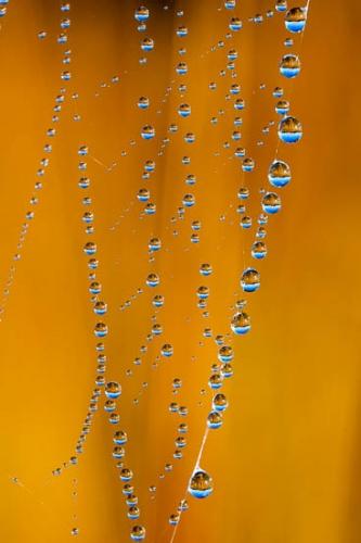 Brown;Dew;Dewy;Drop;Droplets;Gold;Orange;Spider Web;Tan;Water;Water Drops;Web;Yellow;dew drops;drops