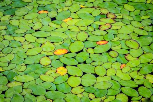 Abstract;Abstraction;Big South Fork;Botanical;Brown;Calm;Flowers & Plants;Gold;Healing;Leaf;Lily Pads;Line;Modern;Nature;Pastoral;Shape;Wabi Sabi;Water;Waterscape;Yellow;botanicals;green;leaves;oneness;orange;pattern;peaceful;plant;pond;pool;red;restful;serene;soothing;texture;tranquil;zen
