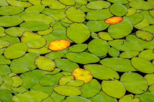 Abstract;Abstraction;Big South Fork;Botanical;Brown;Calm;Flowers & Plants;Gold;Healing;Leaf;Lily Pads;Line;Modern;Nature;Pastoral;Shape;Wabi Sabi;Water;Waterscape;Yellow;botanicals;green;leaves;oneness;orange;pattern;peaceful;plant;pond;pool;red;restful;serene;soothing;texture;tranquil;zen