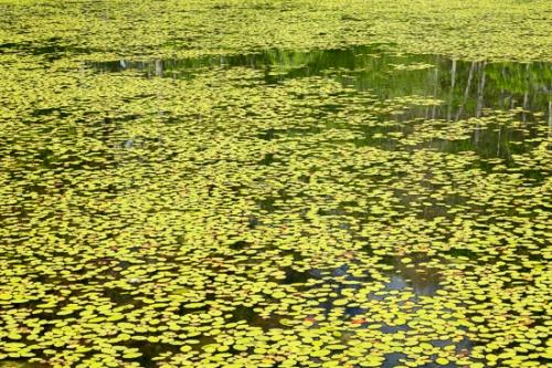 Abstract;Abstraction;Big South Fork;Botanical;Brown;Calm;Flowers & Plants;Gold;Healing;Leaf;Lily Pads;Line;Mirror;Modern;Nature;Pastoral;Shape;Wabi Sabi;Water;Waterscape;Yellow;botanicals;green;lake;leaves;oneness;orange;pattern;peaceful;plant;pond;pool;red;reflection;reflections;restful;serene;soothing;texture;tranquil;zen