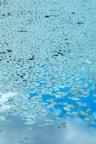 Abstract;Abstraction;Aqua;Big South Fork;Calm;Close-up;Cloud;Clouds;Healing;Health care;Healthcare;Lily Pads;Line;Mirror;Nature;Pastoral;Shape;Water;Waterscape;green;lake;oneness;pattern;peaceful;pond;pool;reflection;reflections;restful;serene;soothing;texture;tranquil;zen