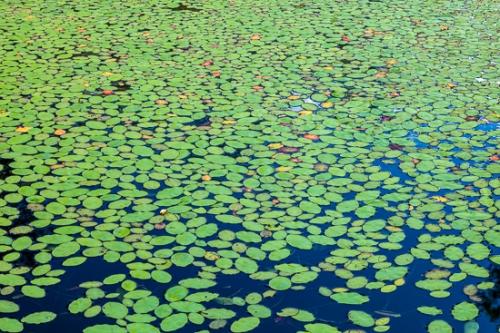 Abstract;Abstraction;Big South Fork;Botanical;Brown;Calm;Flowers & Plants;Gold;Healing;Leaf;Lily Pads;Line;Modern;Nature;Pastoral;Shape;Wabi Sabi;Water;Waterscape;Yellow;blue;botanicals;green;leaves;oneness;orange;pattern;peaceful;plant;pond;pool;red;restful;serene;soothing;texture;tranquil;zen